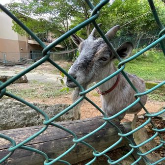飼い慣らされている動物なら寄ってくるんだけどな