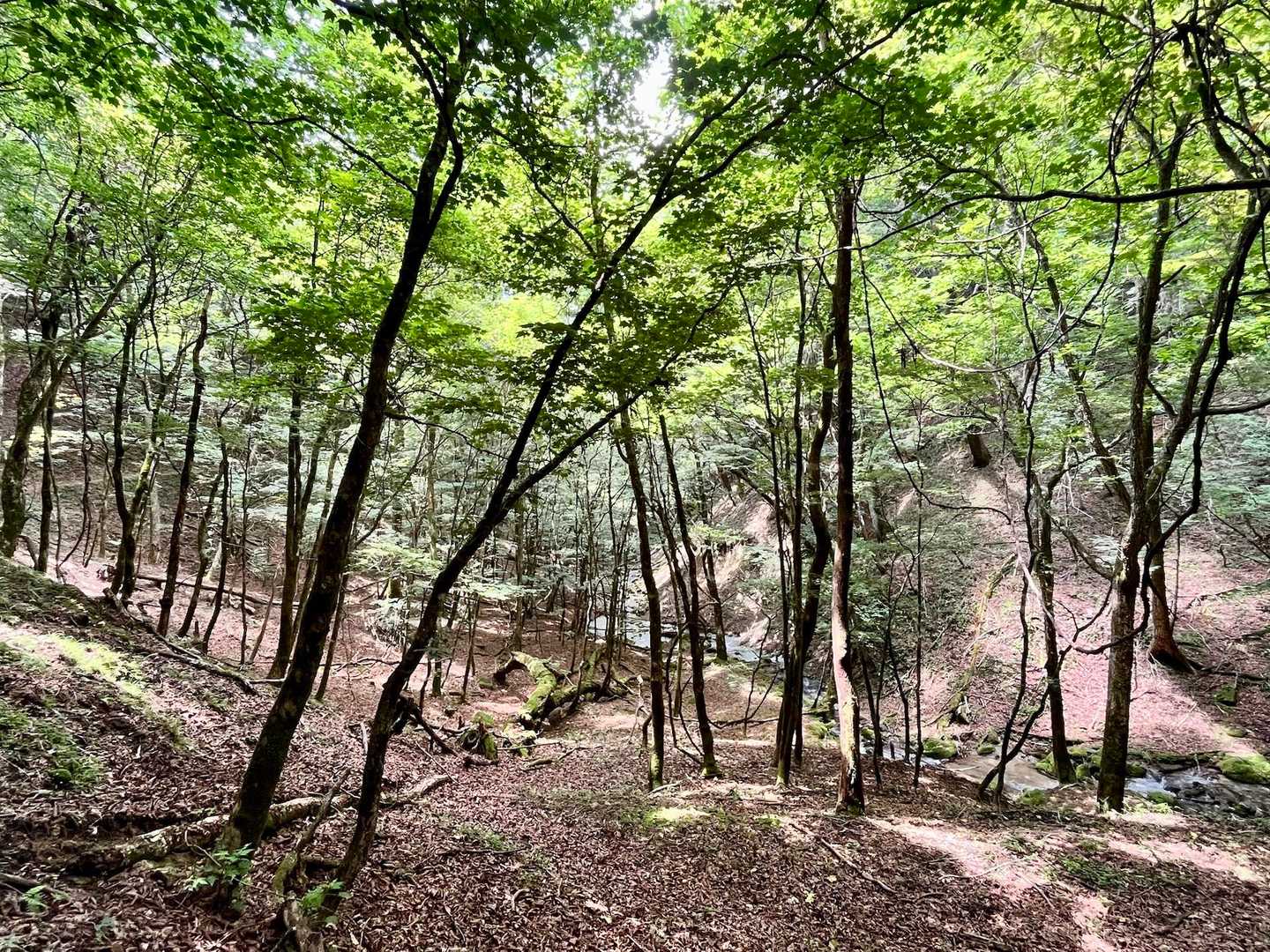 暑いけどやはり山の空気です💚気持ちいい👍