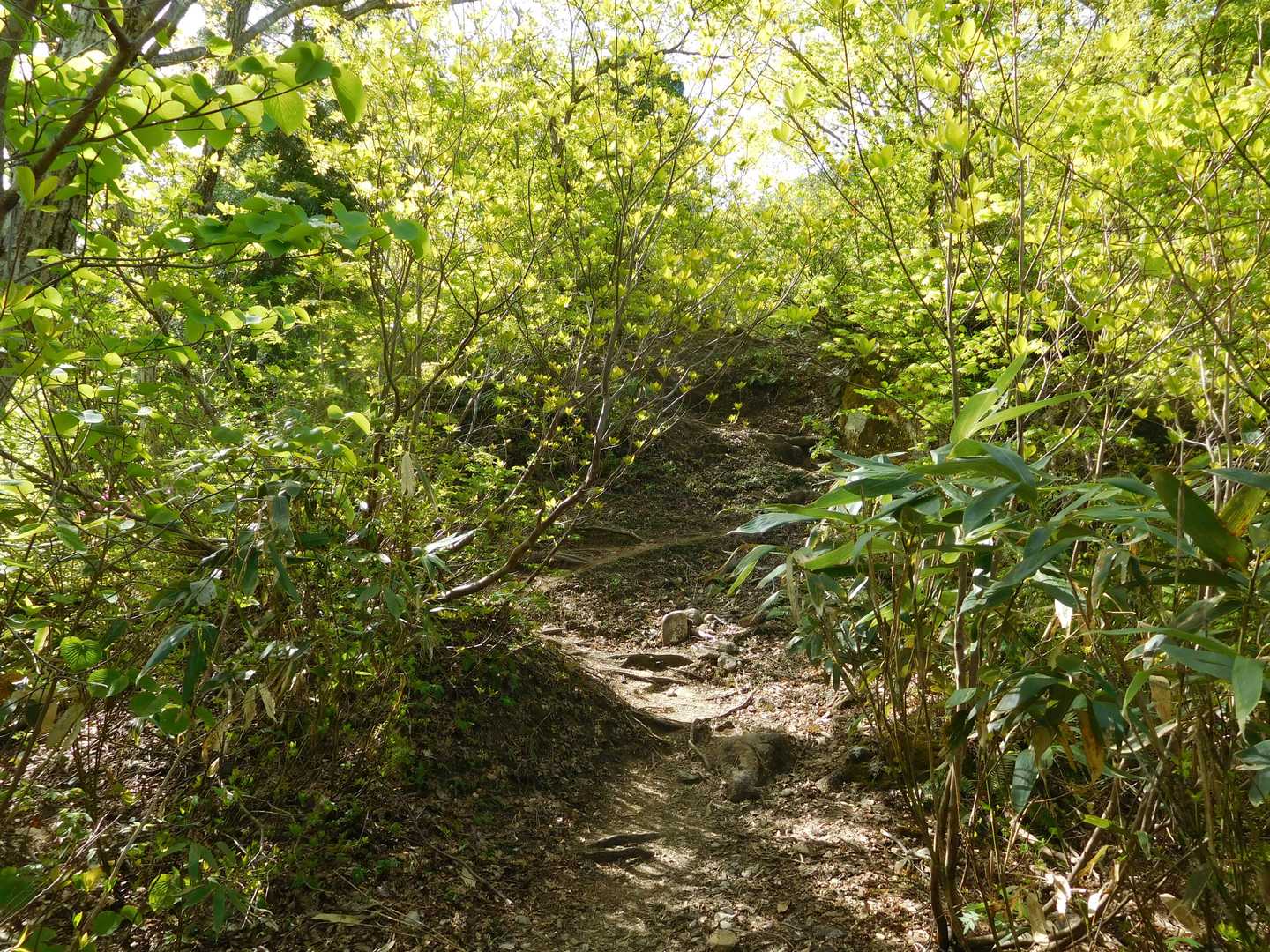中山登山口-中山 往復コースの写真