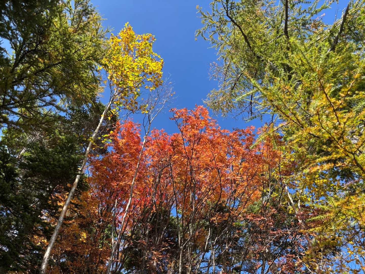 紅葉を楽しみながら🍁
