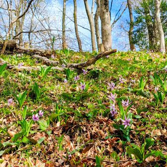 カタクリは終盤を迎えております
サヨナラ カタクリ
ありがとう カタクリ✨
また来年❣️