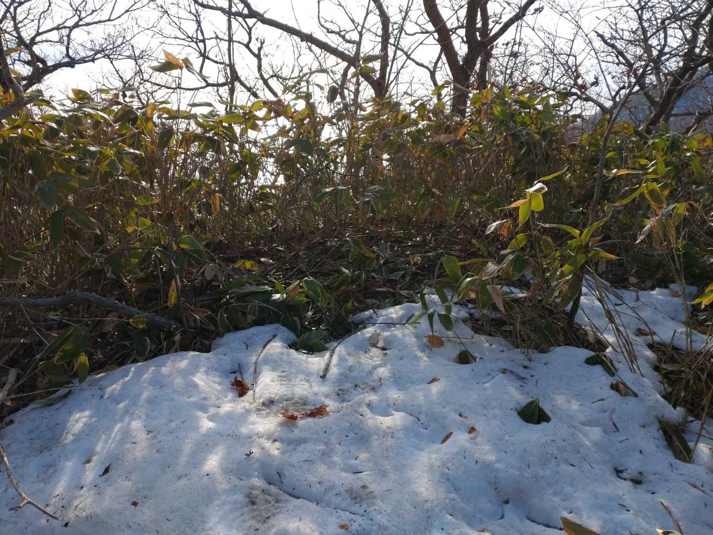 せっかくなので踏んだこと無いピークへ
ここは八幡山
すこし広場になってる