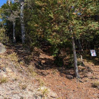 ⛔ここから右側、山腹を巻いてウサギ岩へ向かう道は危険箇所があり、立入禁止になっています。
↖️左側の尾根から小さなピークに登って、そこからウサギ岩に降りてゆきます。