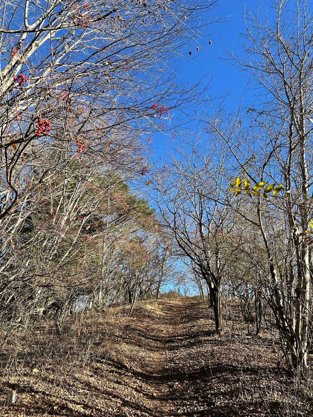 立ノ塚垰-加瀬山-砂須山-二十曲峠-大平山-飯盛山 周回コースの写真