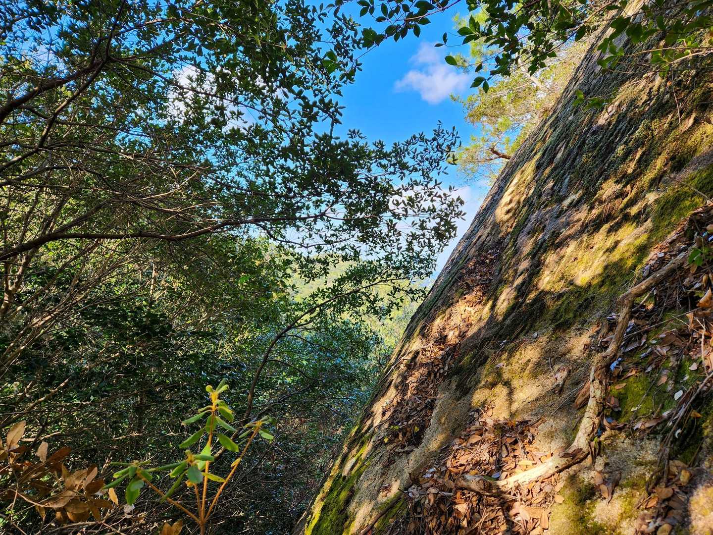 龍神山-三星山 周回コースの写真