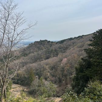 これからピンクの気配
