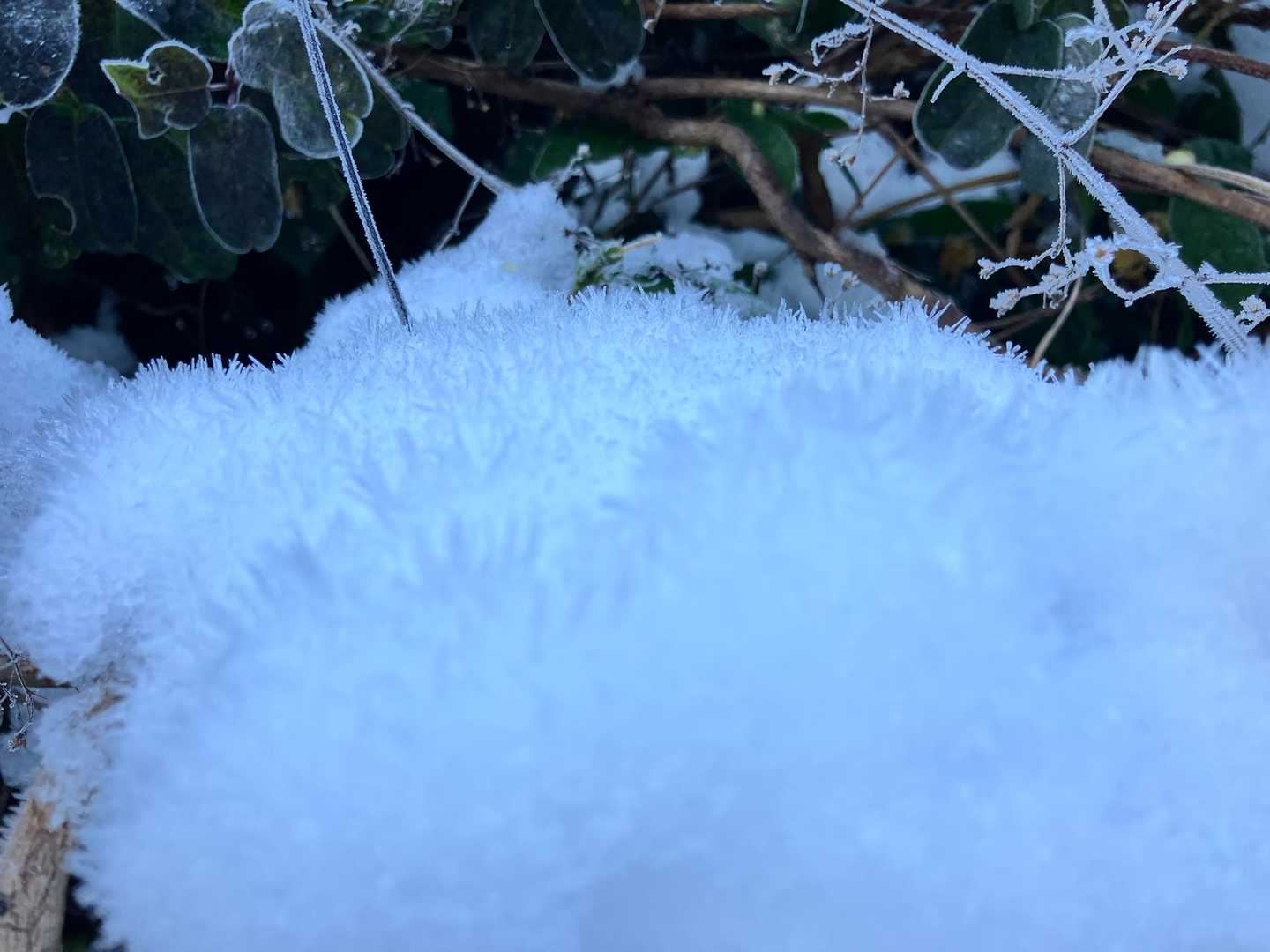 雪の上に霜が降りてるのかな？
ふわふわのもこもこ❄️