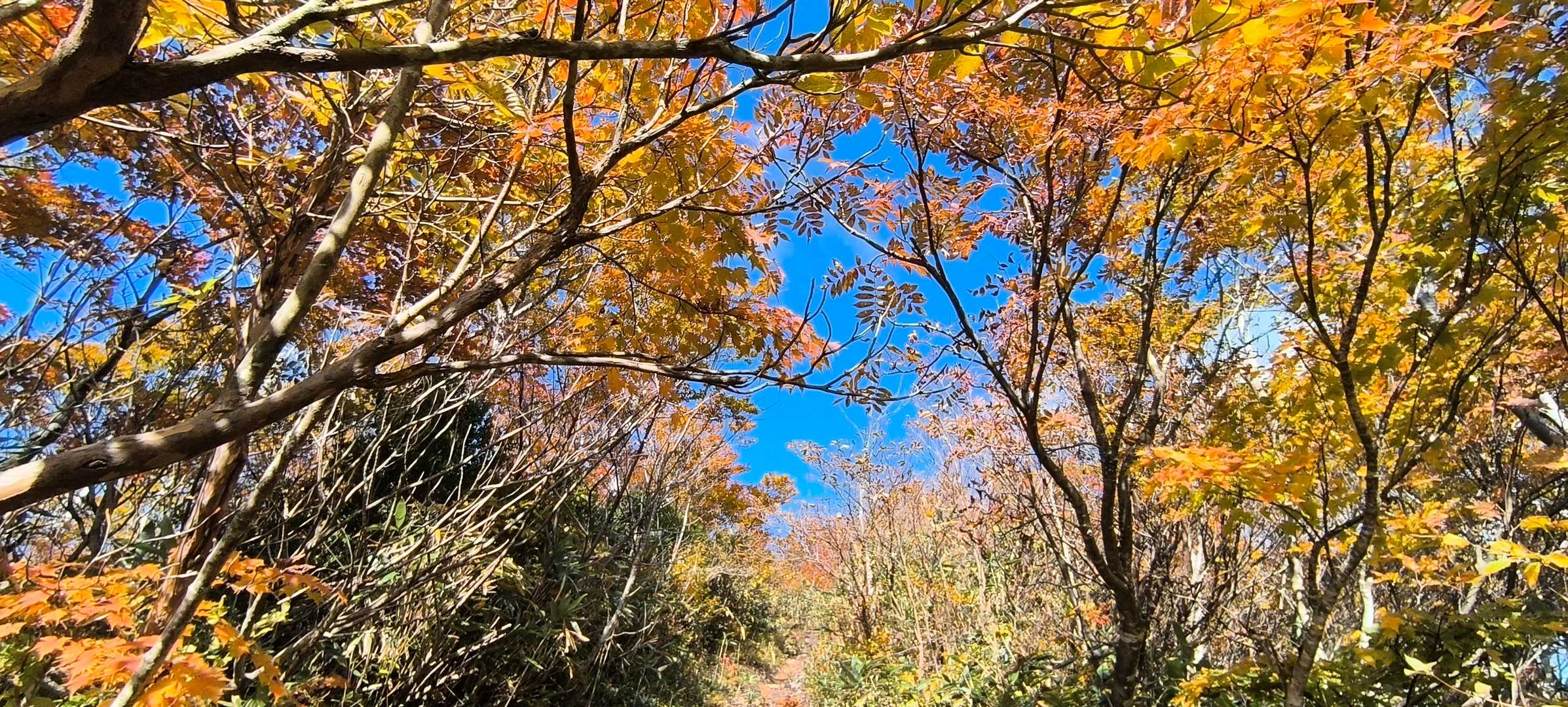 紅葉には青空が一番❗️