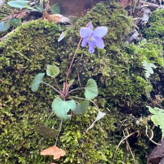 こっちはまたまた
タチツボスミレ