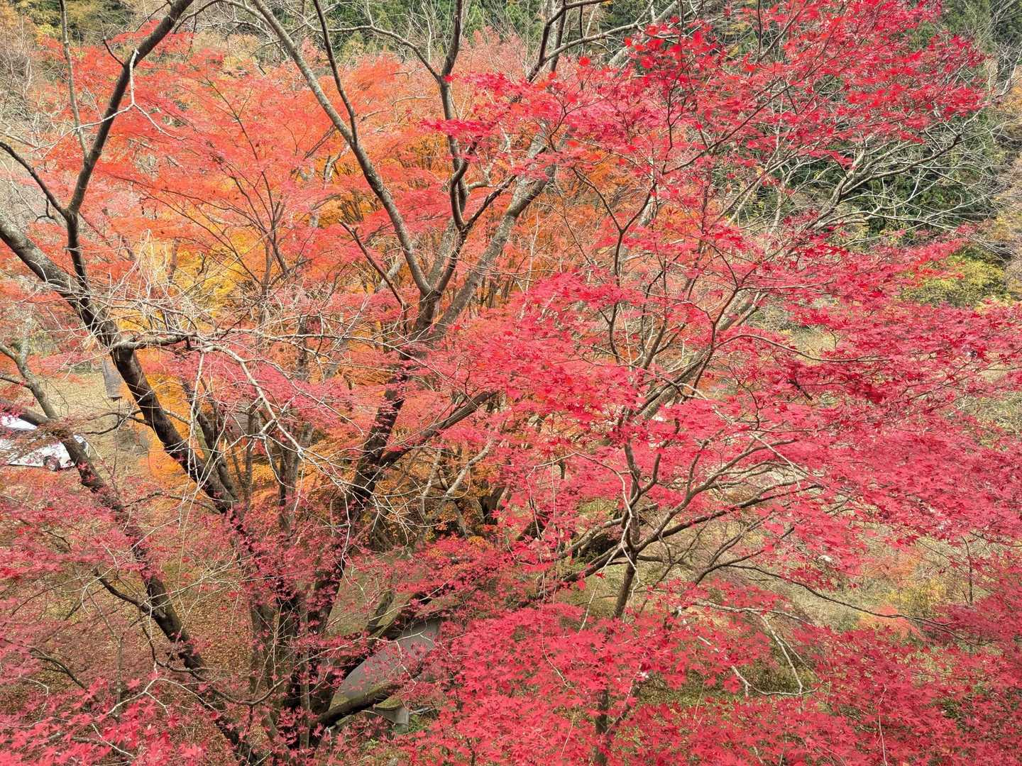 水沼山鷹巣山登山口-水沼山-鷹巣山 周回コースの写真
