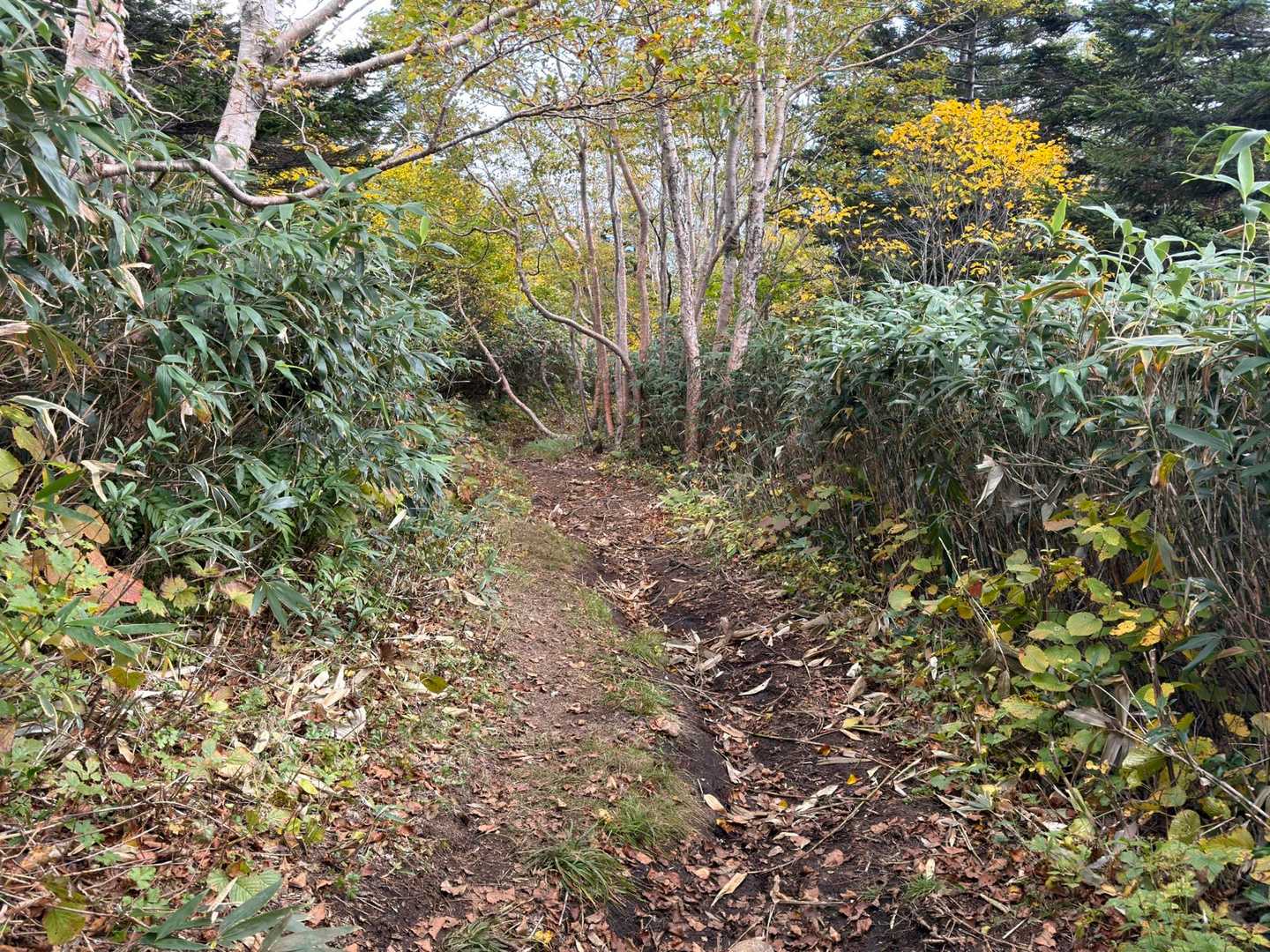あとはひたすら樹林帯