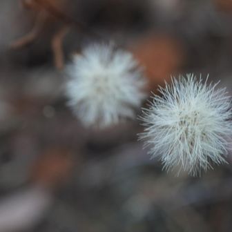 ふわふわのコウヤボウキ綿毛🤍