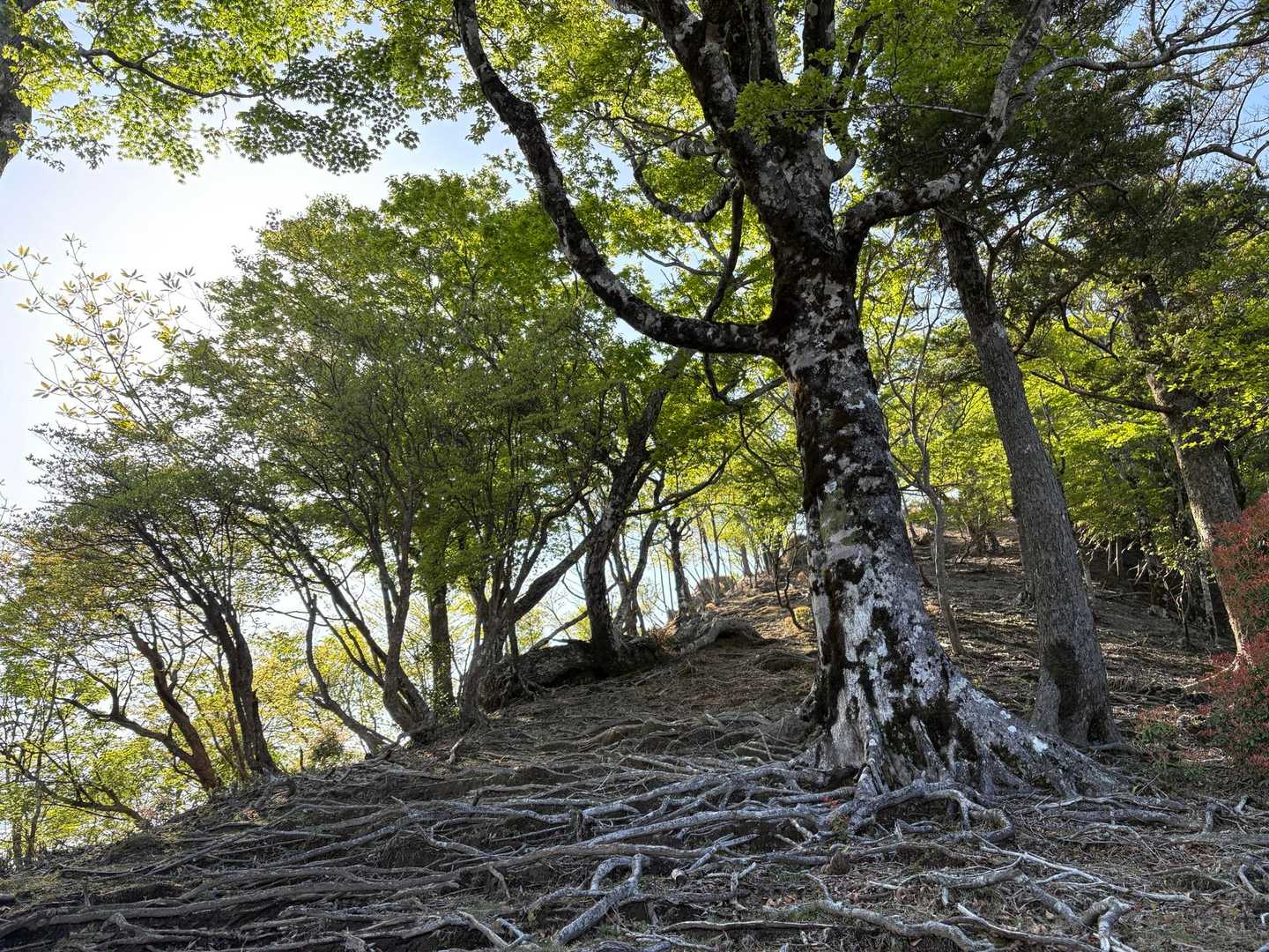原生林の道は木の根芸術の道。

鳥がうるさいくらい鳴いてます。