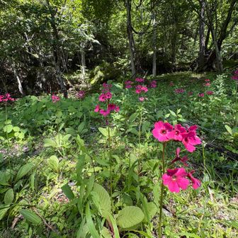 庚申山荘の裏にクリンソウ🌸