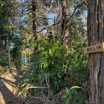 浅間山山頂。浅間山山頂手前から曽我山山頂を下るまで林の中で見晴らしありません。