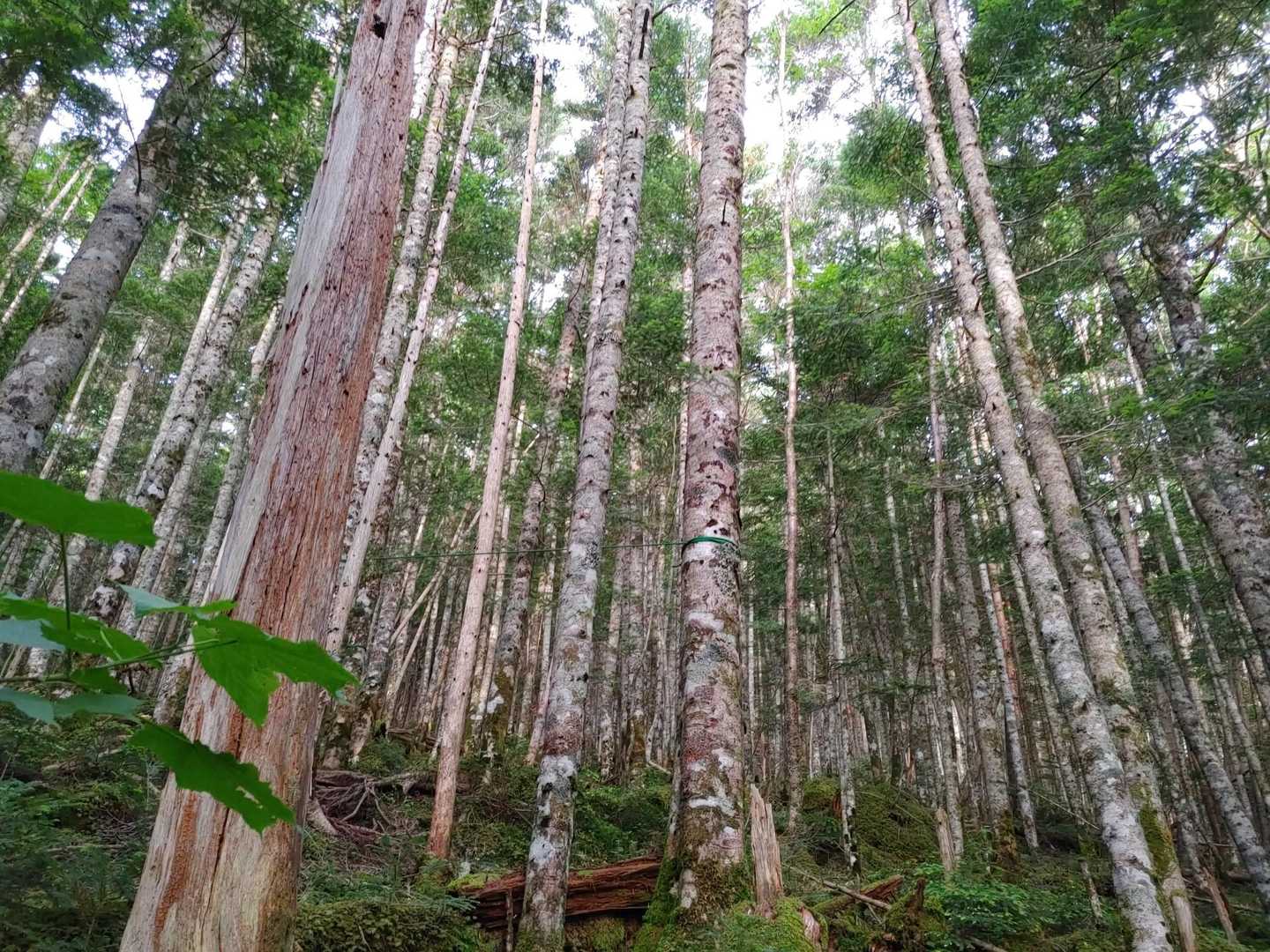 横岳 往復コースの写真