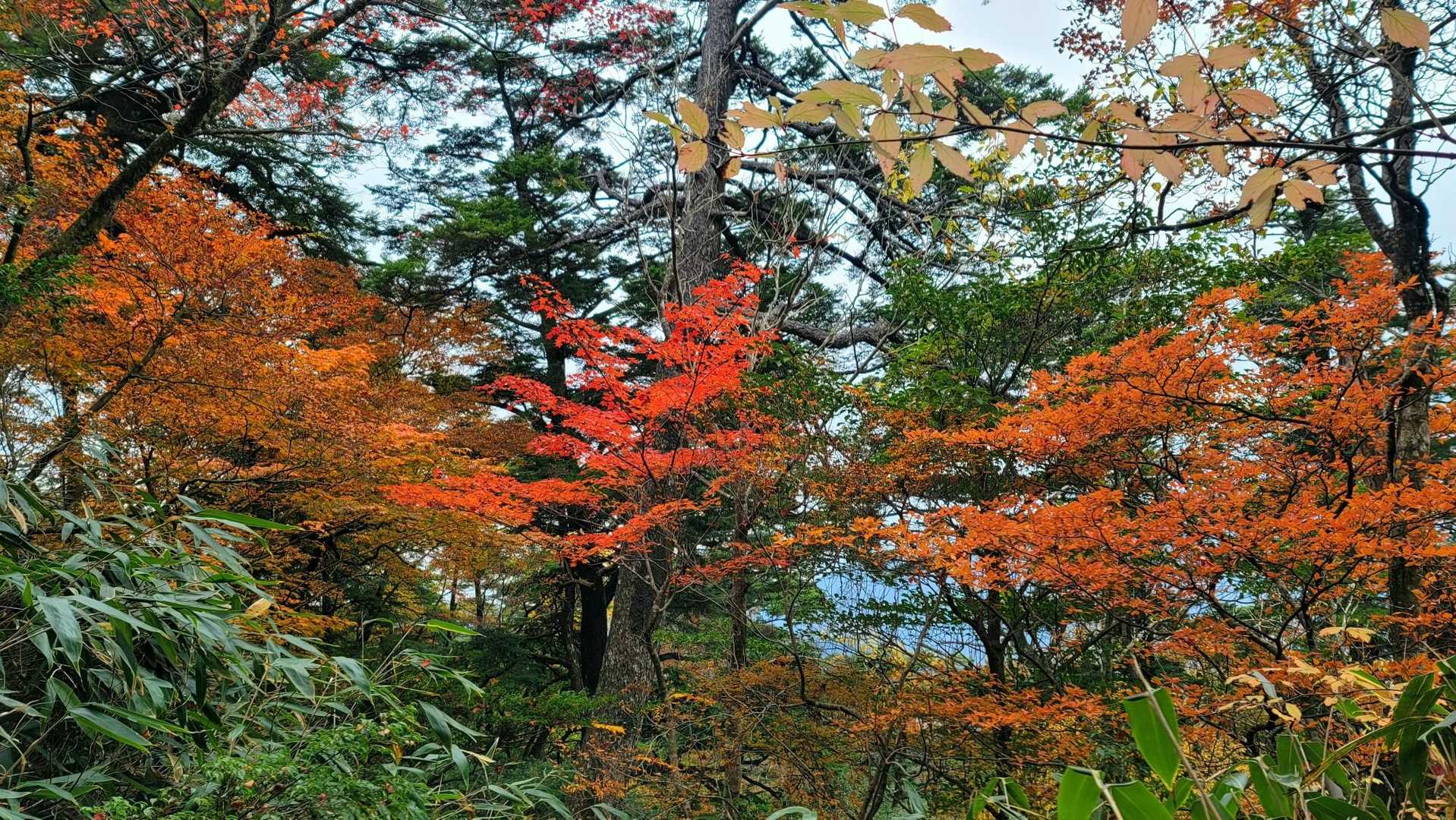 3合目登山口-夫婦杉-市房神社-市房山 往復コースの写真