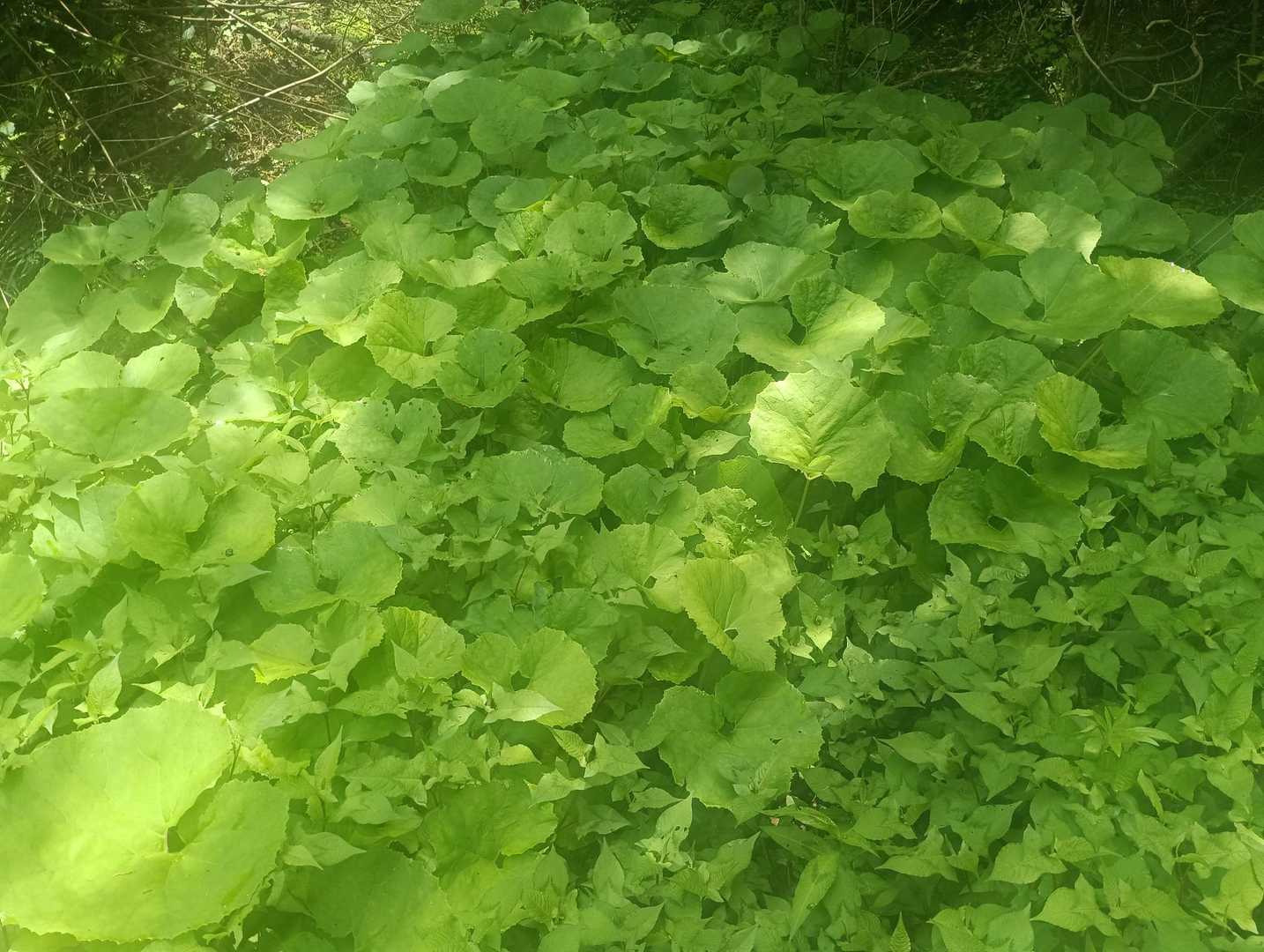道の横には水が流れていて、フキも沢山生えてる。