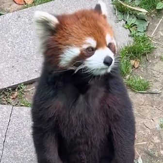 たぬ