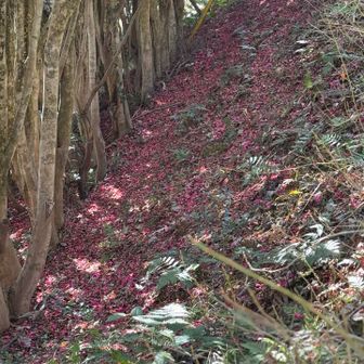 森の広場のそばの山茶花並木、ピンクの絨毯