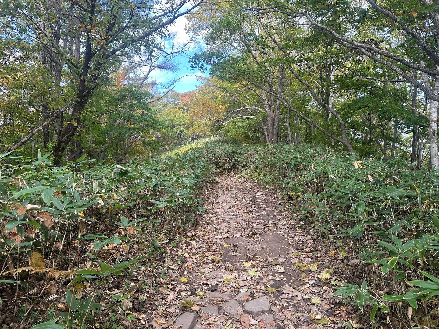 下りは登りより登山道が明るく感じました