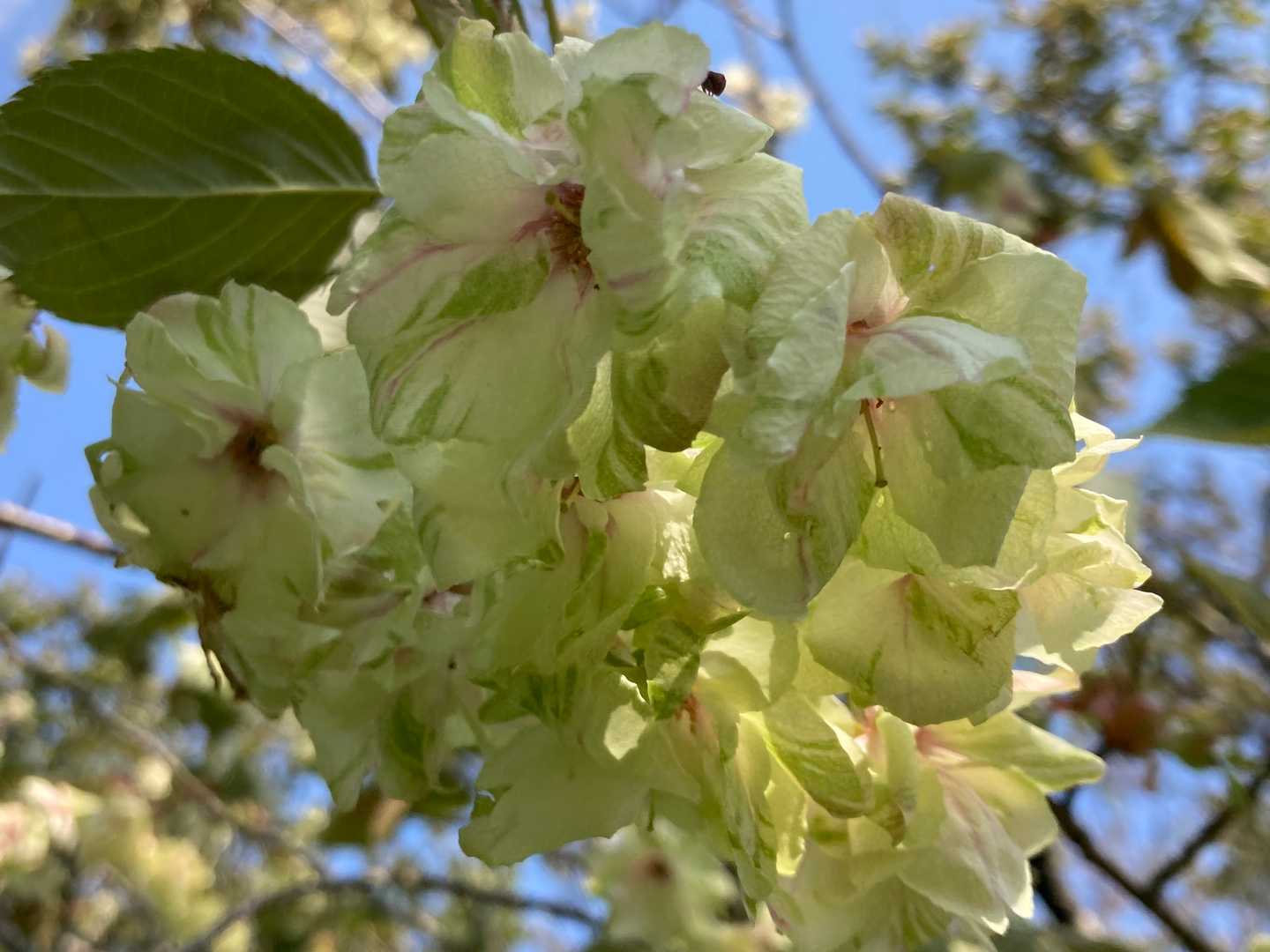お目当ての御衣黄🌸
真ん中が赤く染まってきていますね🥰