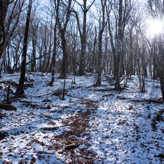 三国山へは雪と落ち葉の道