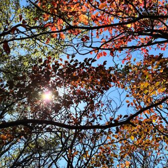 おお！ここも紅葉🍁