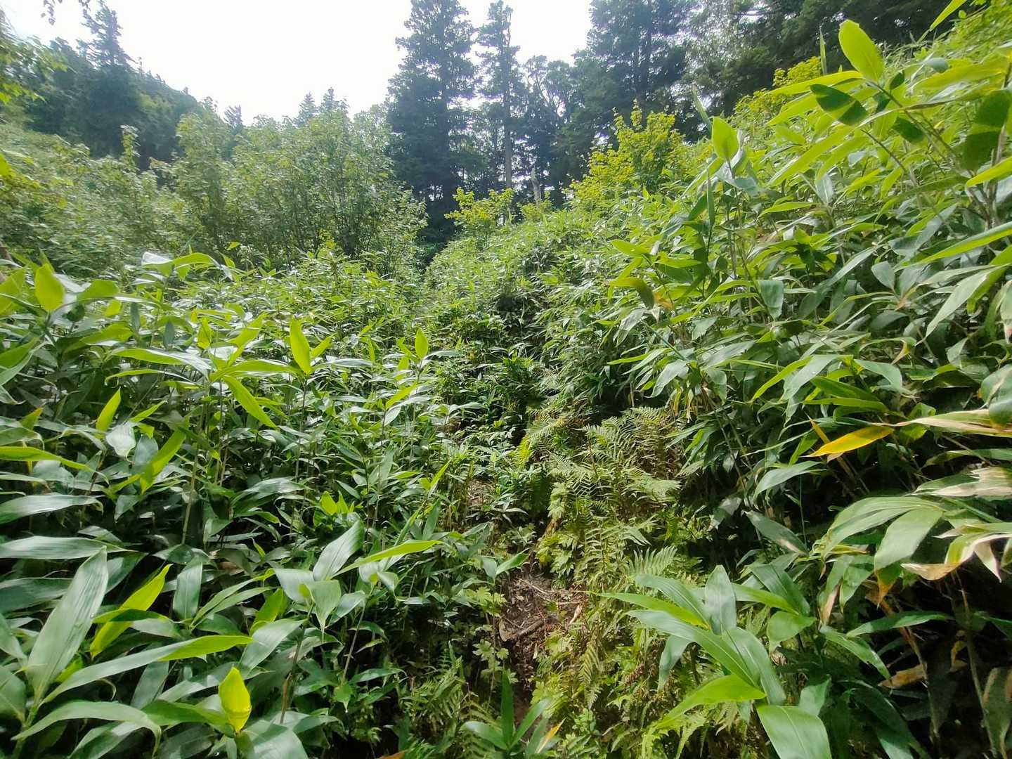 草がうるさい所も。去年までは綺麗だったのに。