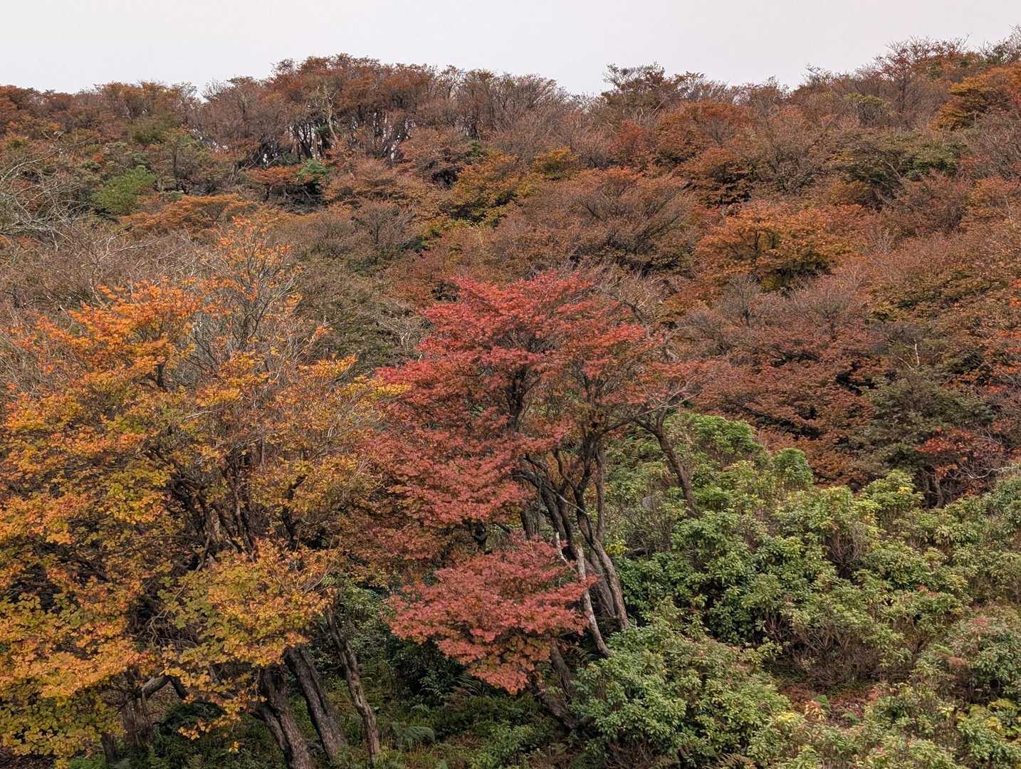 北山-岩ヶ峰-釈迦ヶ岳-仙香山-北仙香山-三池岳 周回コースの写真