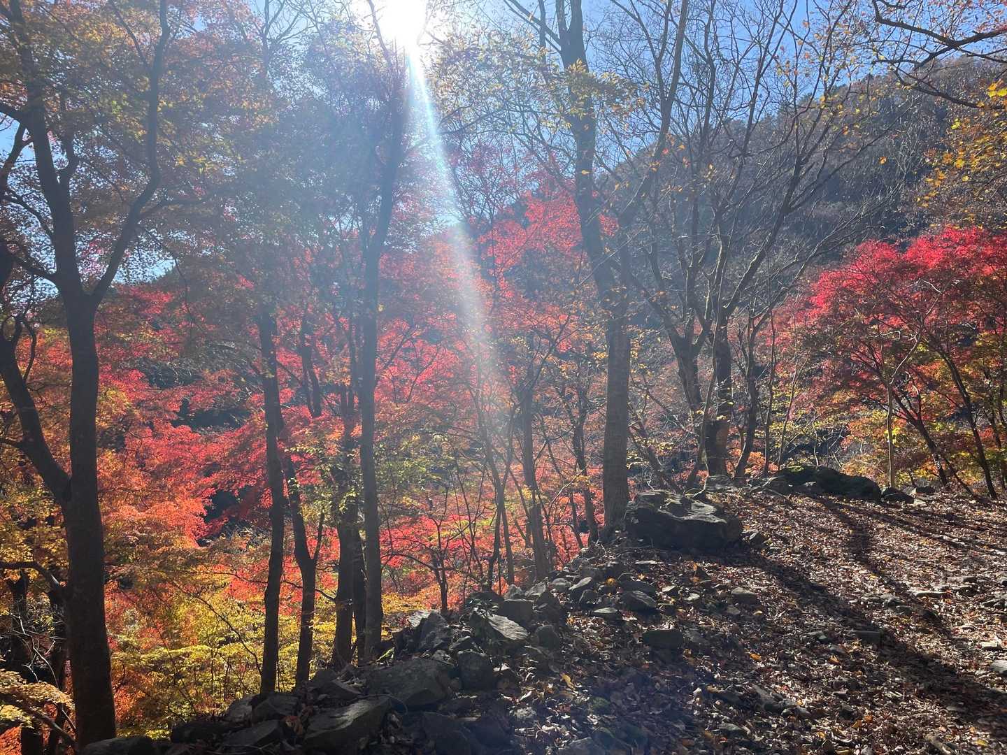 いい天気！赤の紅葉🍁映える！