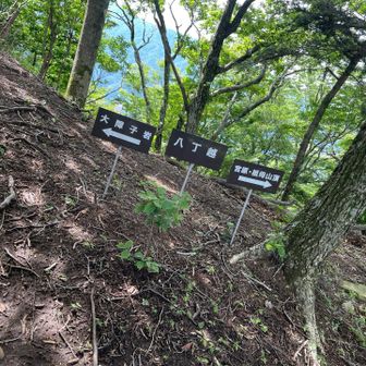 障子岩尾根コースへ進みます
この時点では、余裕があれば祖母山まで行く事も考えていました
が、あっというまにその考えは消えました
標高1,200から1,400位を繰り返し昇り降りする中々にハードなコースでした