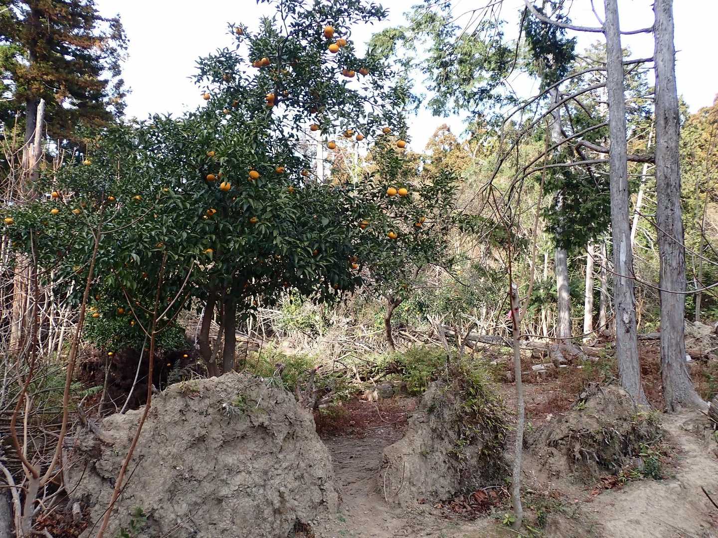 ここにも夏みかん🍊！