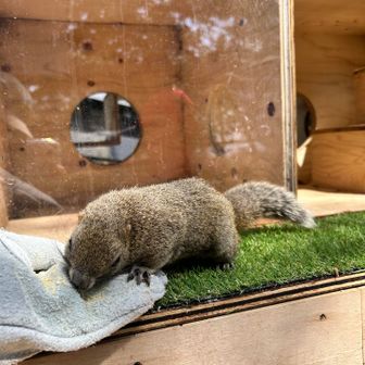 リス🐿️かわいすぎた！