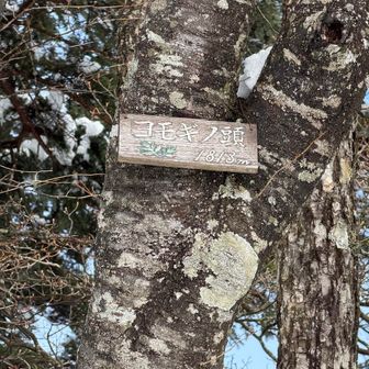 山頂で七ツ石山巻道から登って来た若い先行者さん二人を追い抜く。おにぎりタイムでした。ここで登山者一人が降りて来てすれ違う。