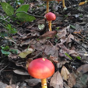 🍄三🍄昧🍄

お行儀よく列になって🥚🍄🥚🍄🥚🍄