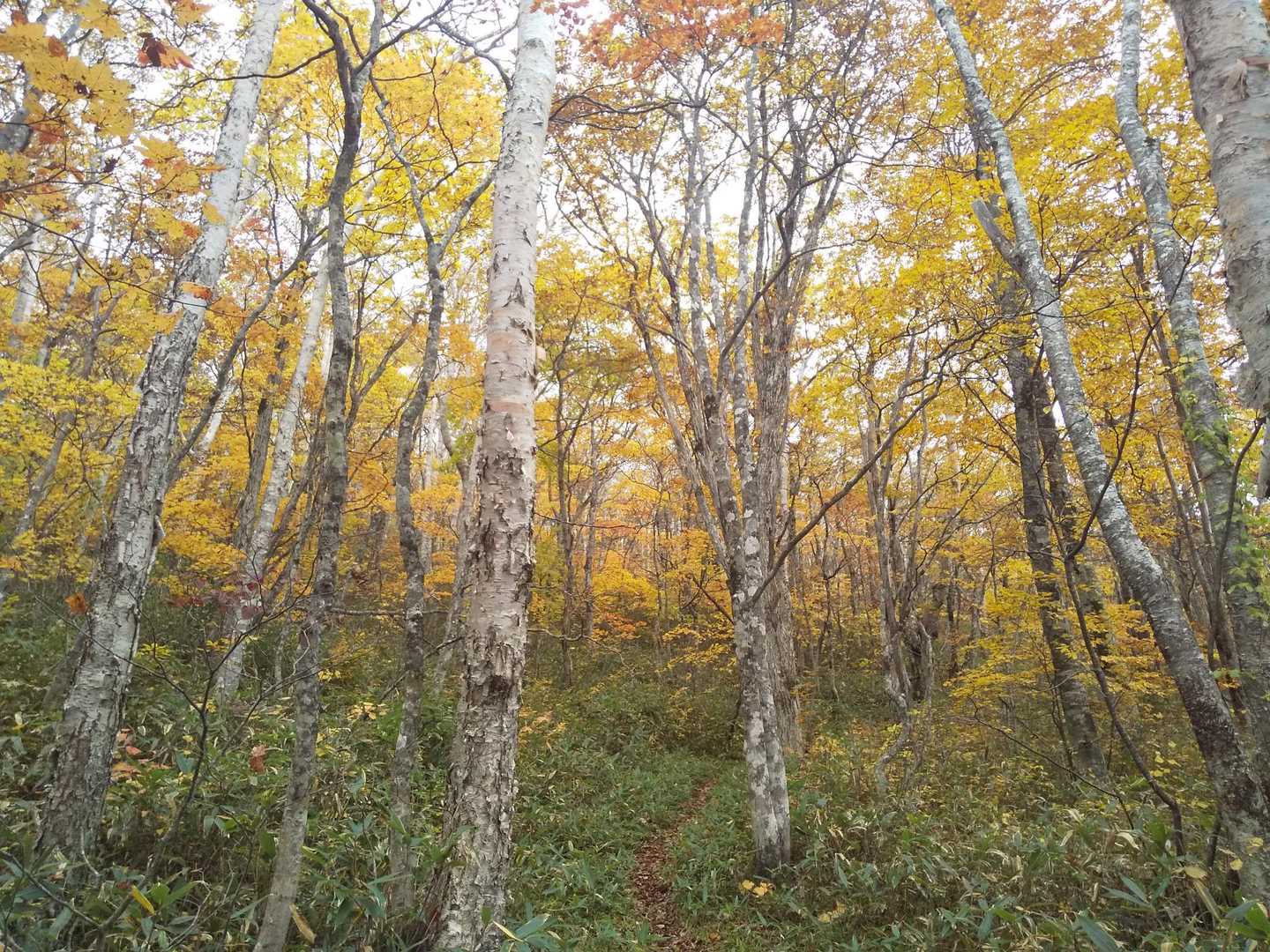 いい道だ🍁