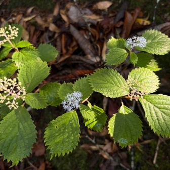 いろんな状態のコアジサイの花。
葉っぱの鋸歯が良いんですよねー