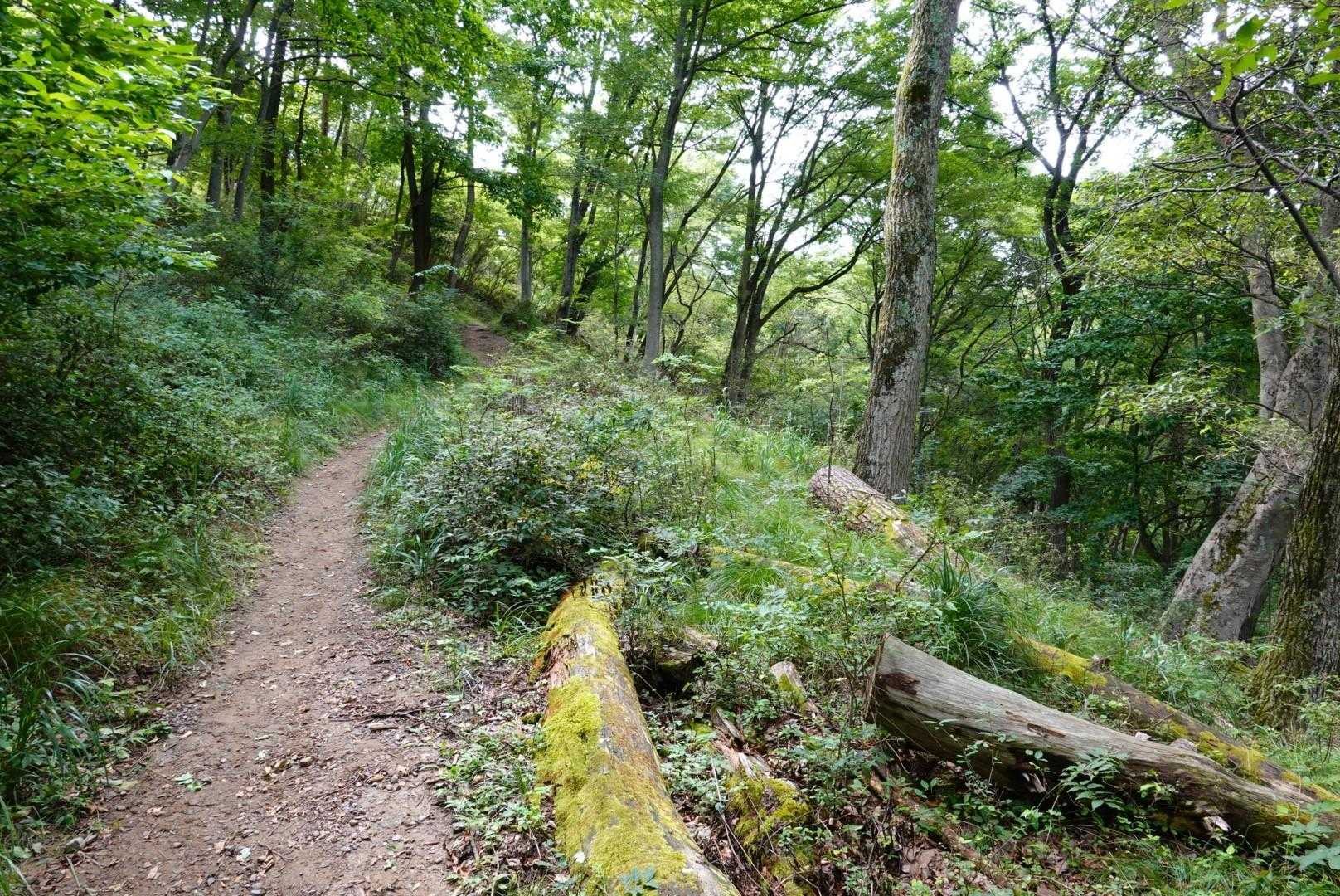 光城山 周回コースの写真