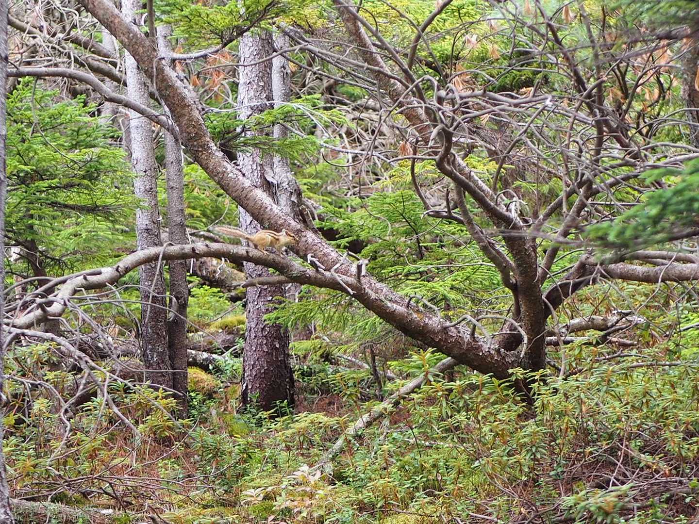登りも下りも、登山道を横切りました。