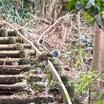 タイワンリス🐿️
外来種だけど小動物にいやされます