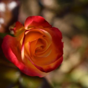 須磨離宮公園
✳️入園料400円
山からそのままに公園に入れちゃいます。
受付を出る時に申告しましょう😊

バラの時季も終わってましたが、
この子のみがひっそりと、
隠れながらも綺麗に咲いてました🌹

この写真は少しピントがボヤけてますが、好きな色合いです。
花弁の一部に太陽の光が差し込み、風によってゆらゆらと光輝いてました🥰