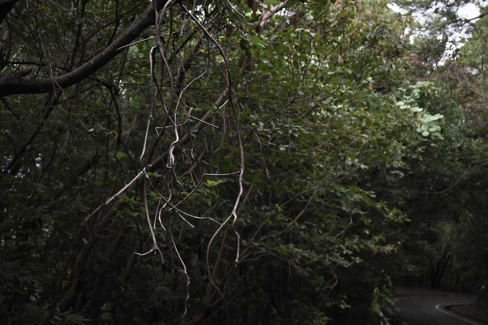 井野山 往復コースの写真