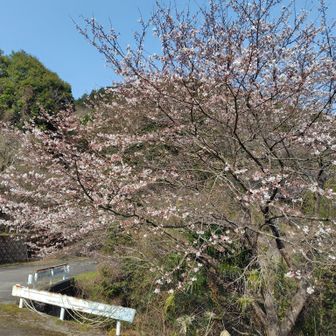 朝の時より下山時の方が咲いた🌸