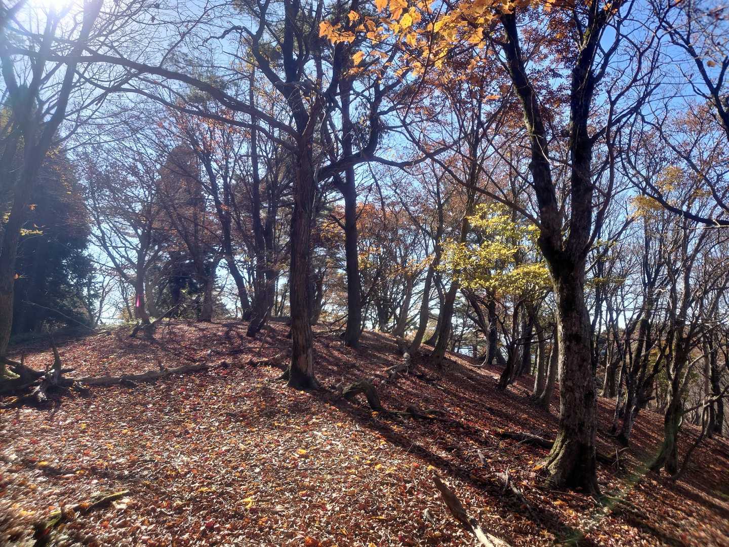 尾根沿いは落ち葉の絨毯でモフモフ🍂