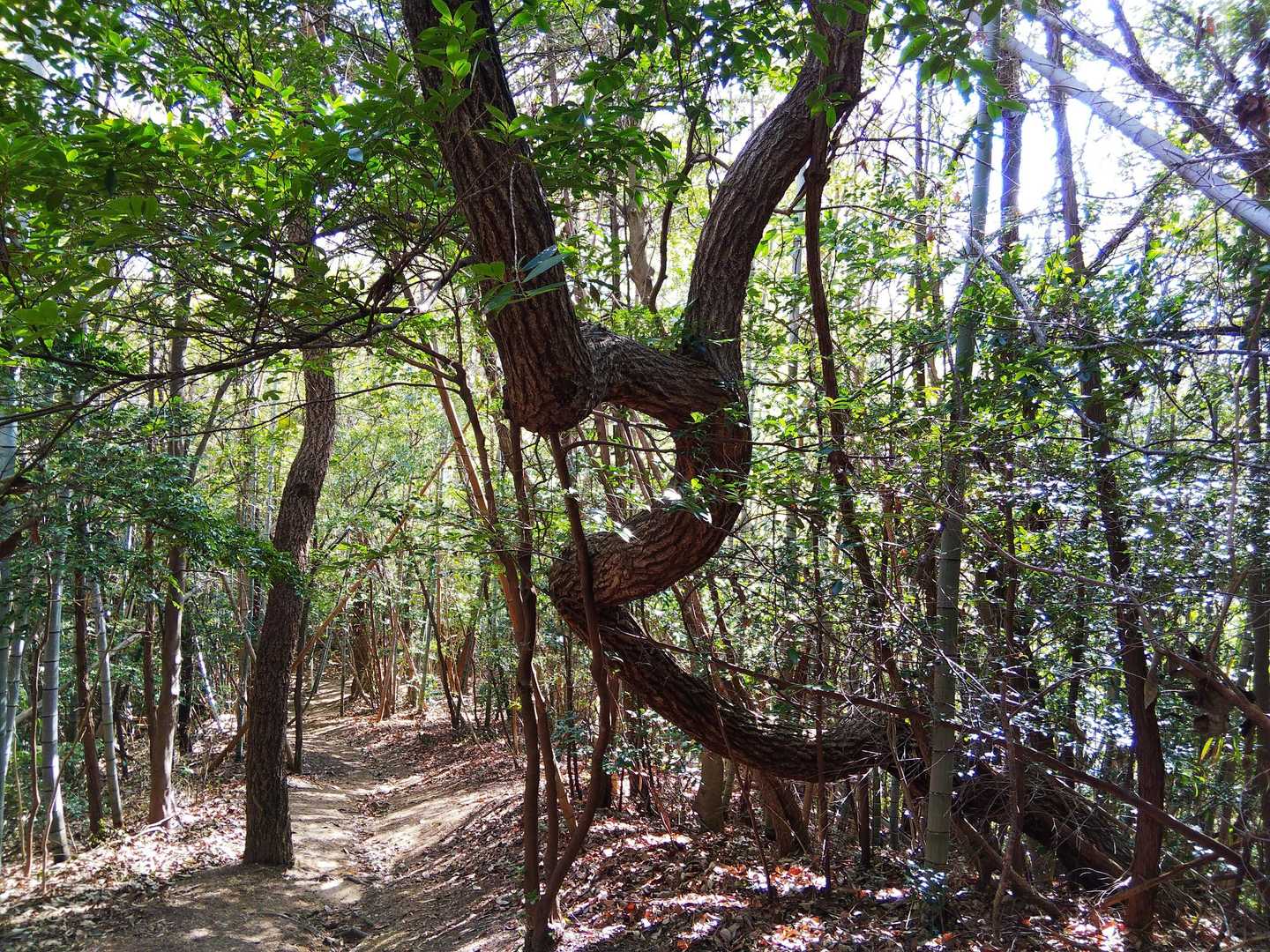 面白い木の方へ