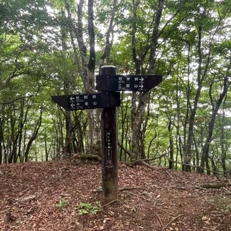 白くらの頭到着し折り返し