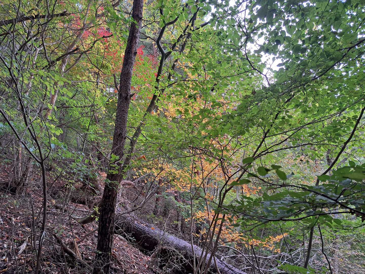 紅葉🍁ちらほら