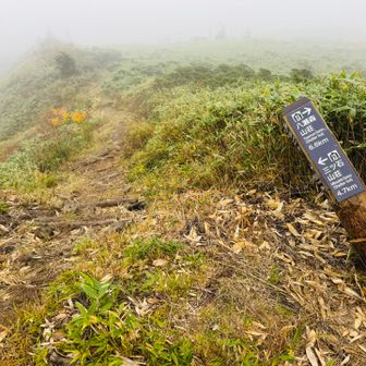 またまた分岐
山荘の方に