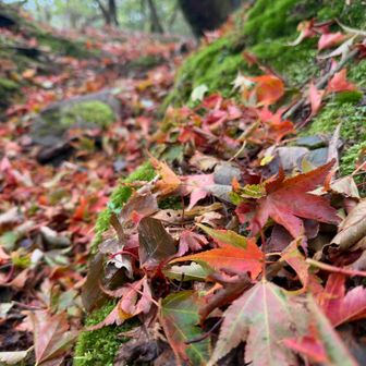 もみじと苔のコントラスト